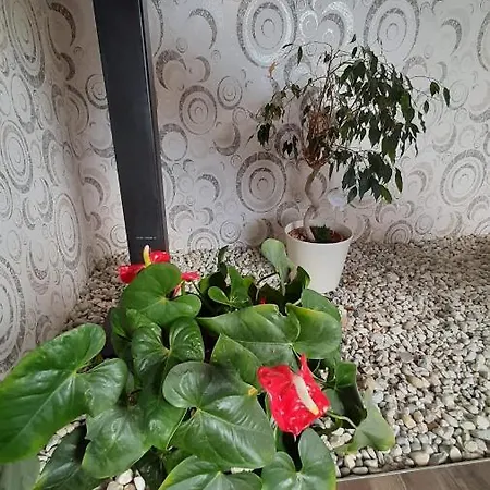 Apartment Koczan *
